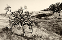 Sepia toned tree in a field.